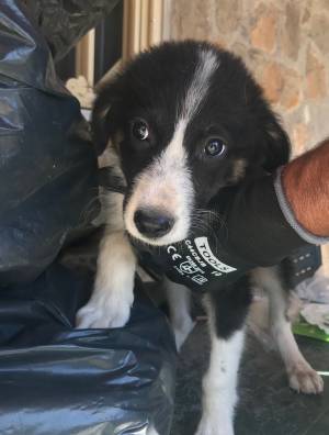 dog image